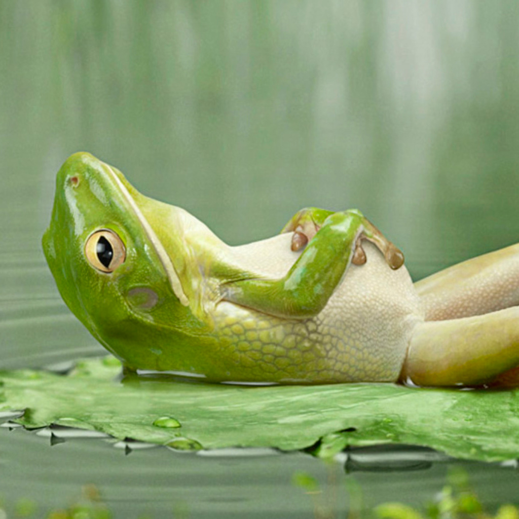 Frog Sunbathing | iPad Wallpaper - Download free iPad ...